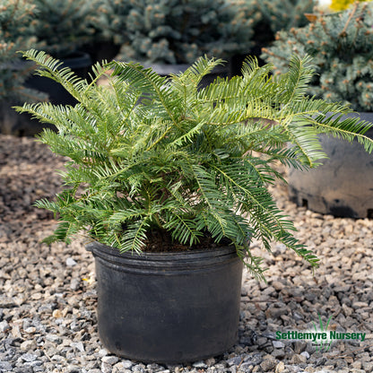 Prostrata Yew in 3 gallon pot at Settlemyre Nursery