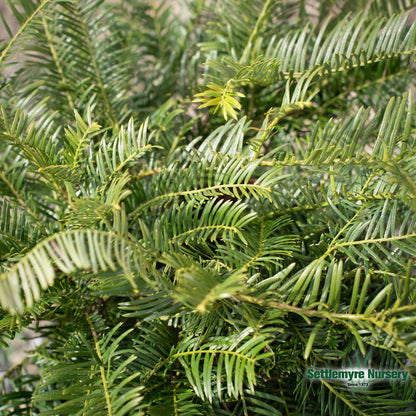 Closeup of evergreen foliage on prostrata yew