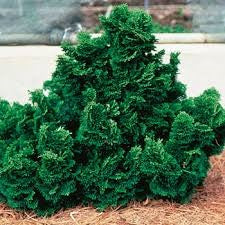 Close-up of foliage on the Nana Gracilis Dwarf Hinoki Cypress in pot at Settlemyre Nursery