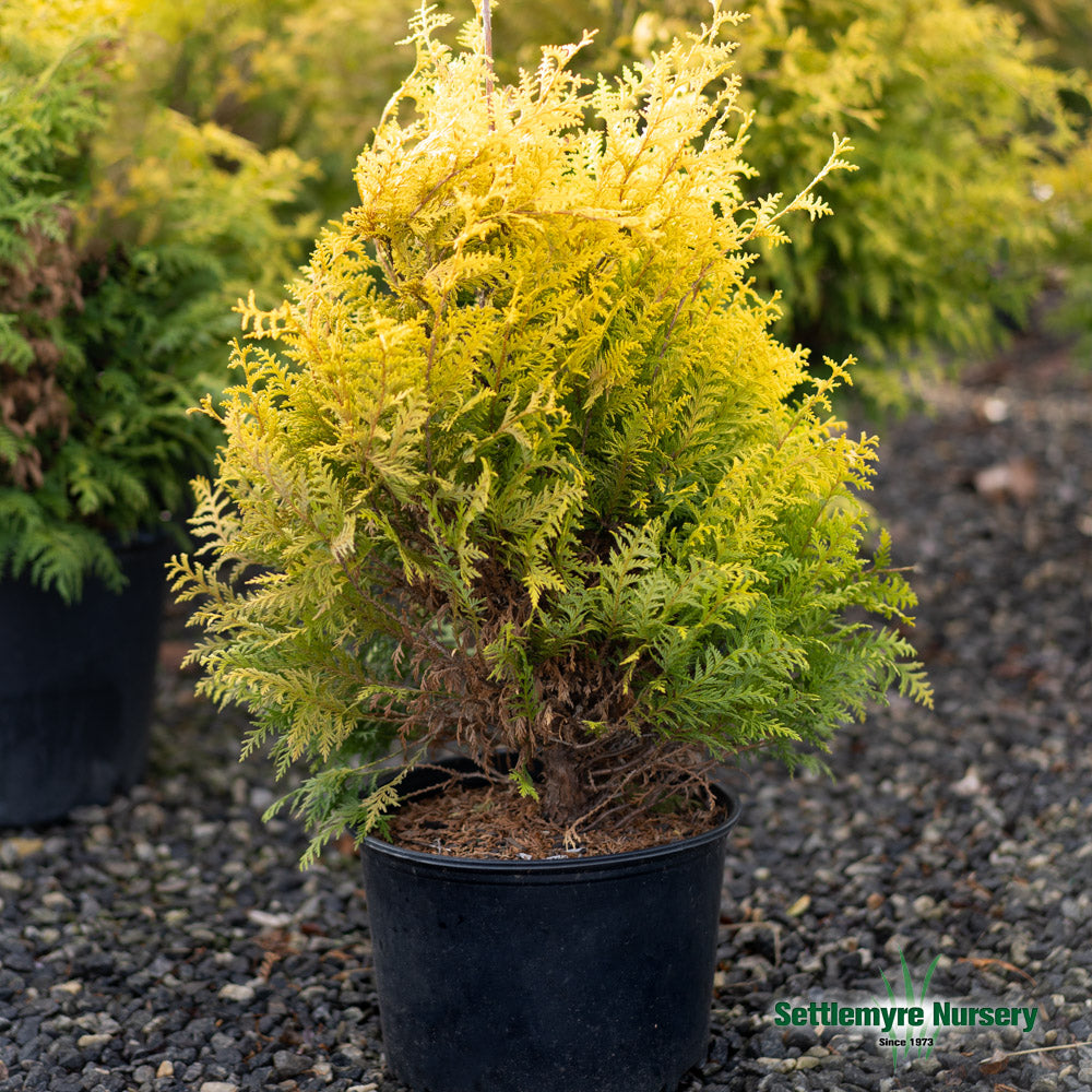 Foliage on the Vintage Gold Chamaecyparis