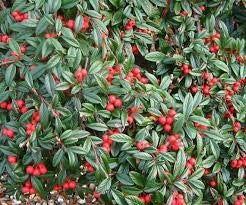 Cotoneaster Scarlet Leader foliage and flowers