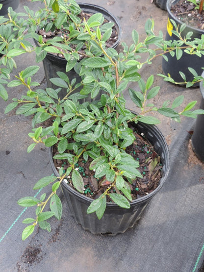 Cotoneaster Scarlet Leader in pot