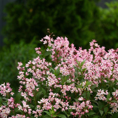 Deutzia Yuki Cherry Blossom