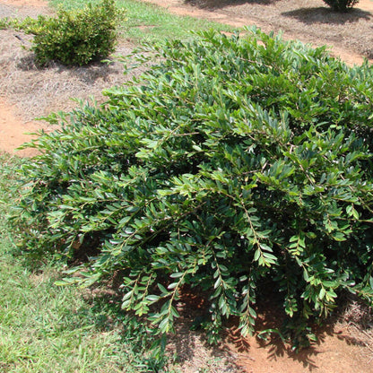 Vintage Jade Distylium from First Editions with red berries