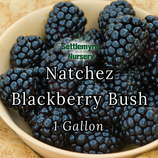 Blackberry Natchez 1 Gallon