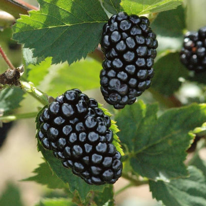 Blackberry Natchez 1 Gallon