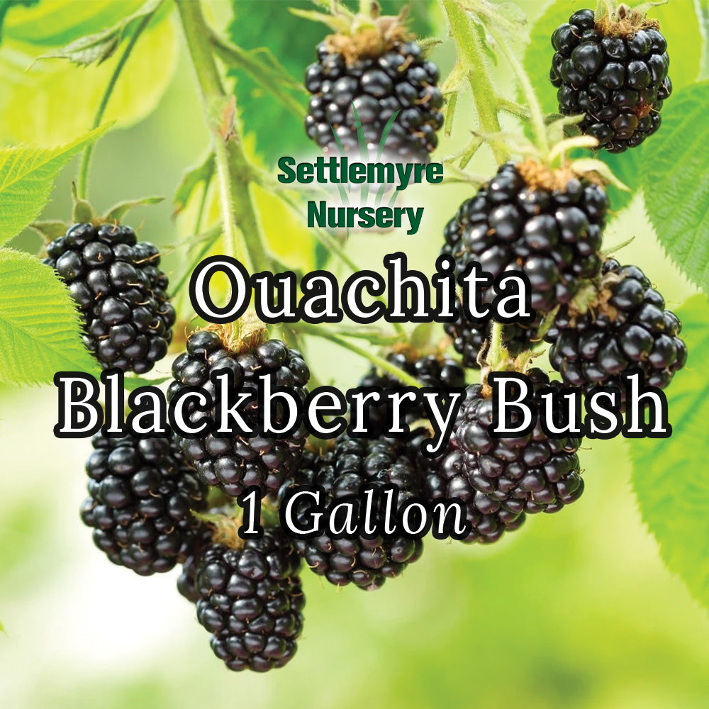 Blackberry Ouachita 1 Gallon