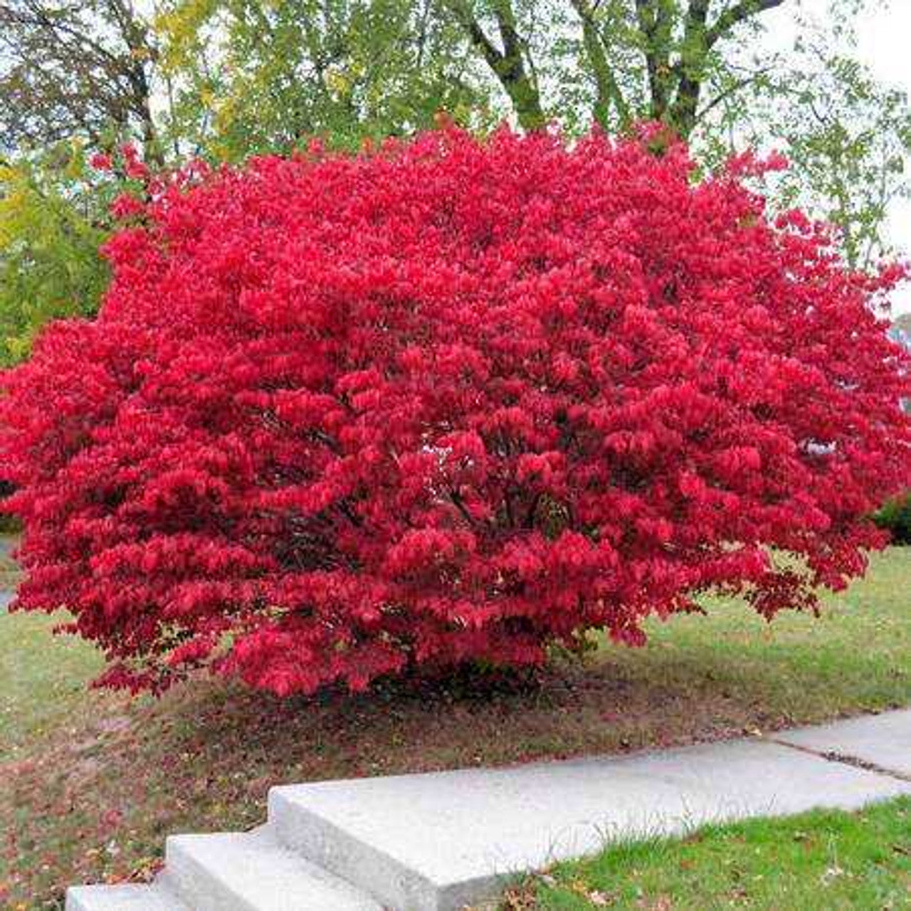 Burning Bush