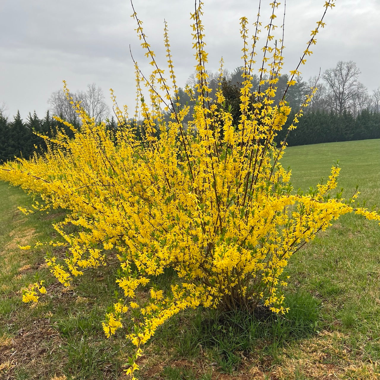 Yellow Bell Forsythia in pot at Settlemyre Nursery