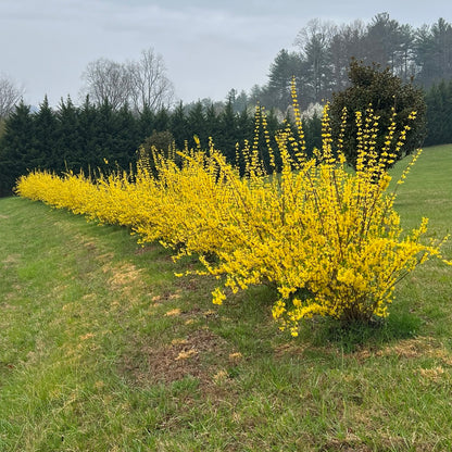 Yellow Bell Forsythia