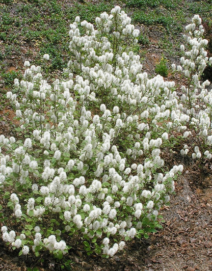 Fothergilla Mt. Airy