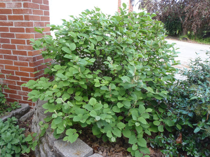 Fothergilla Mt. Airy