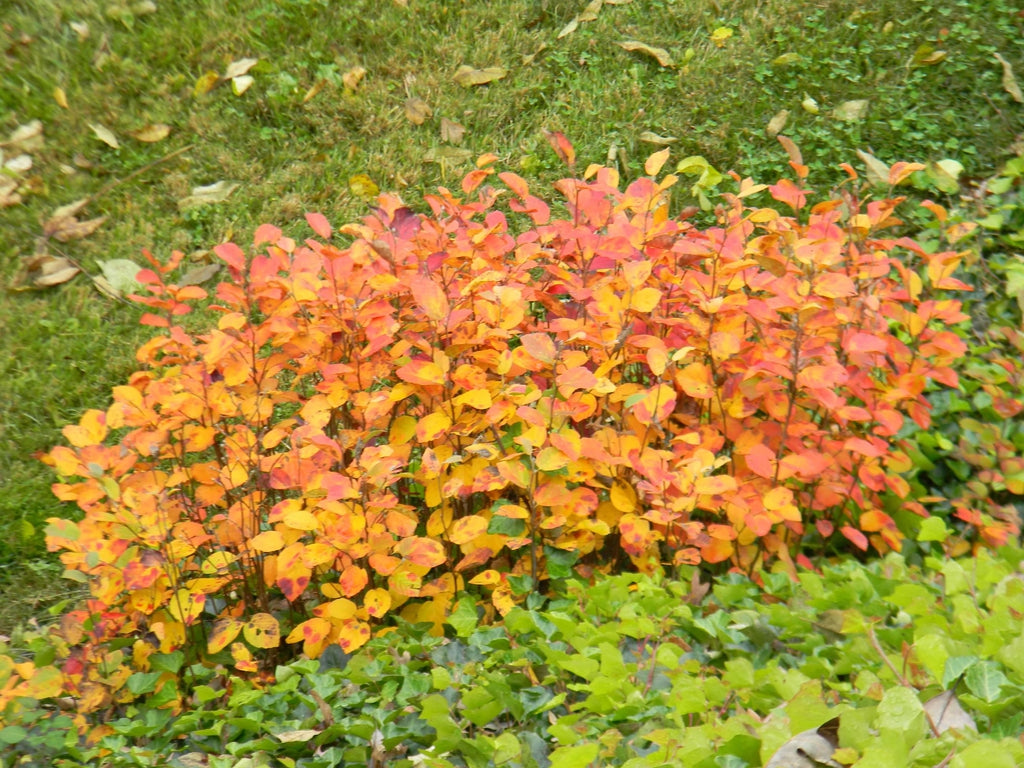 Fothergilla Mt. Airy