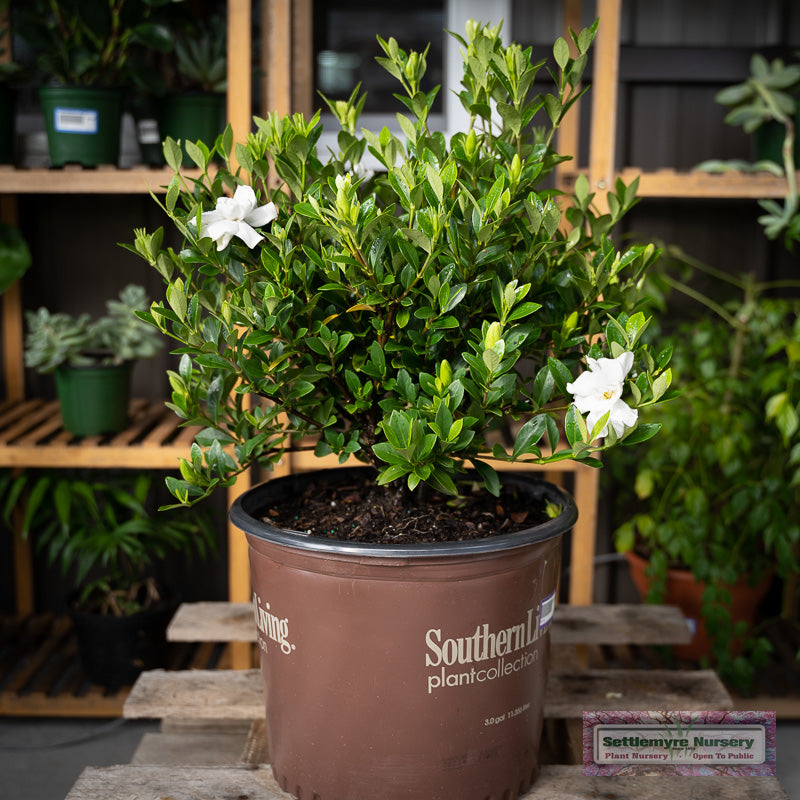 Jubilation Gardenia from Southern Living Plants Collection in pot