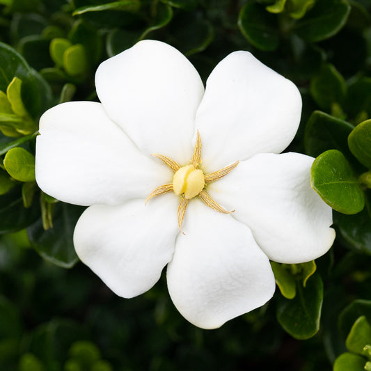 Beautiful close-up shot of the Kleim's hardy gardenia in full bloom. White pedals adorn a yellow center.