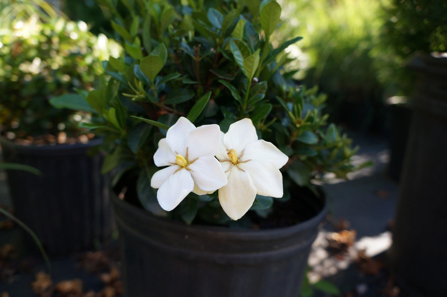 Kleim's hardy gardenia with multiple blooms.