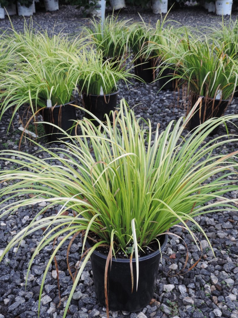 Sweet Flag Ornamental Grass