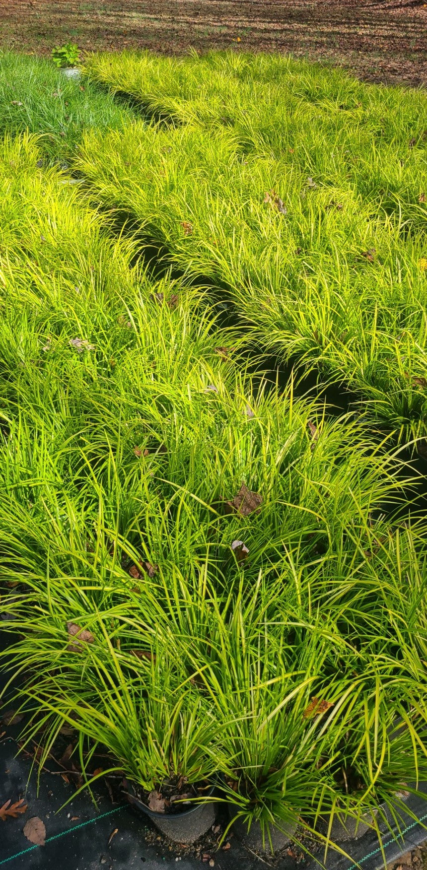 Sweet Flag Ornamental Grass in pot at Settlemyre Nursery