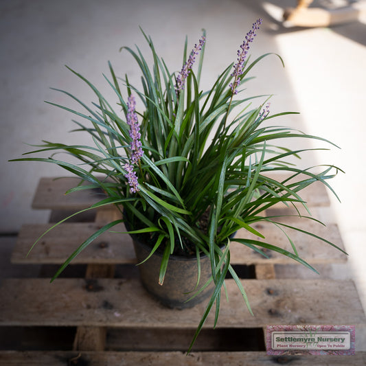 Big blue liriope in pot at Settlemyre Nursery