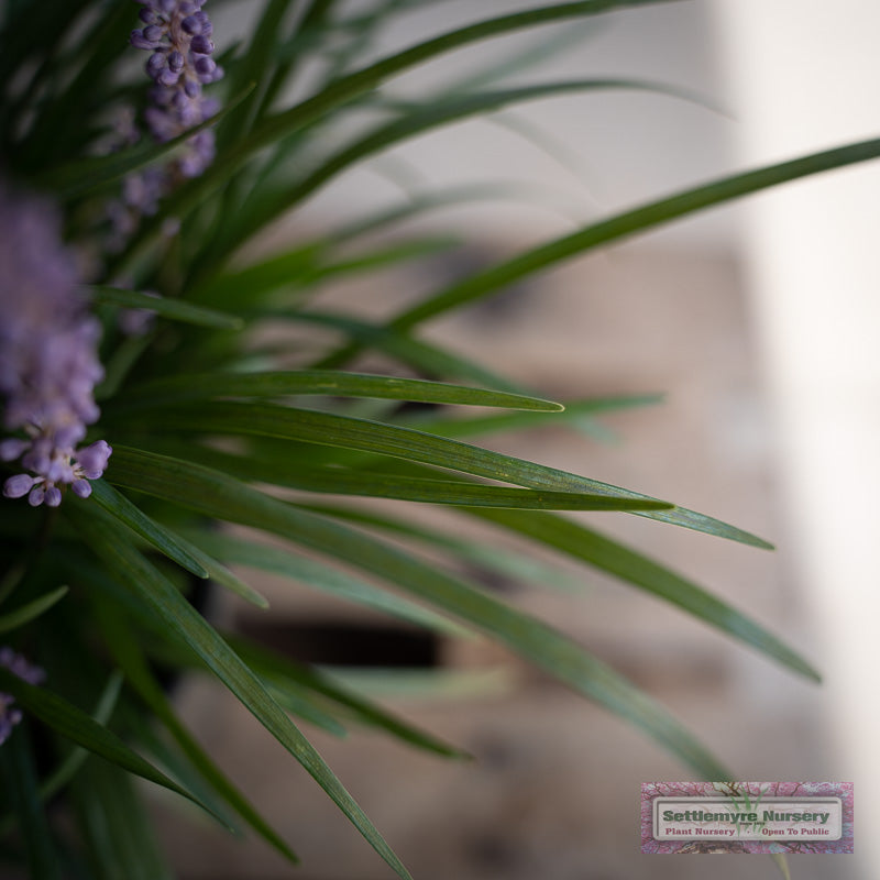 Big blue liriope closeup photo of foliage and bloom