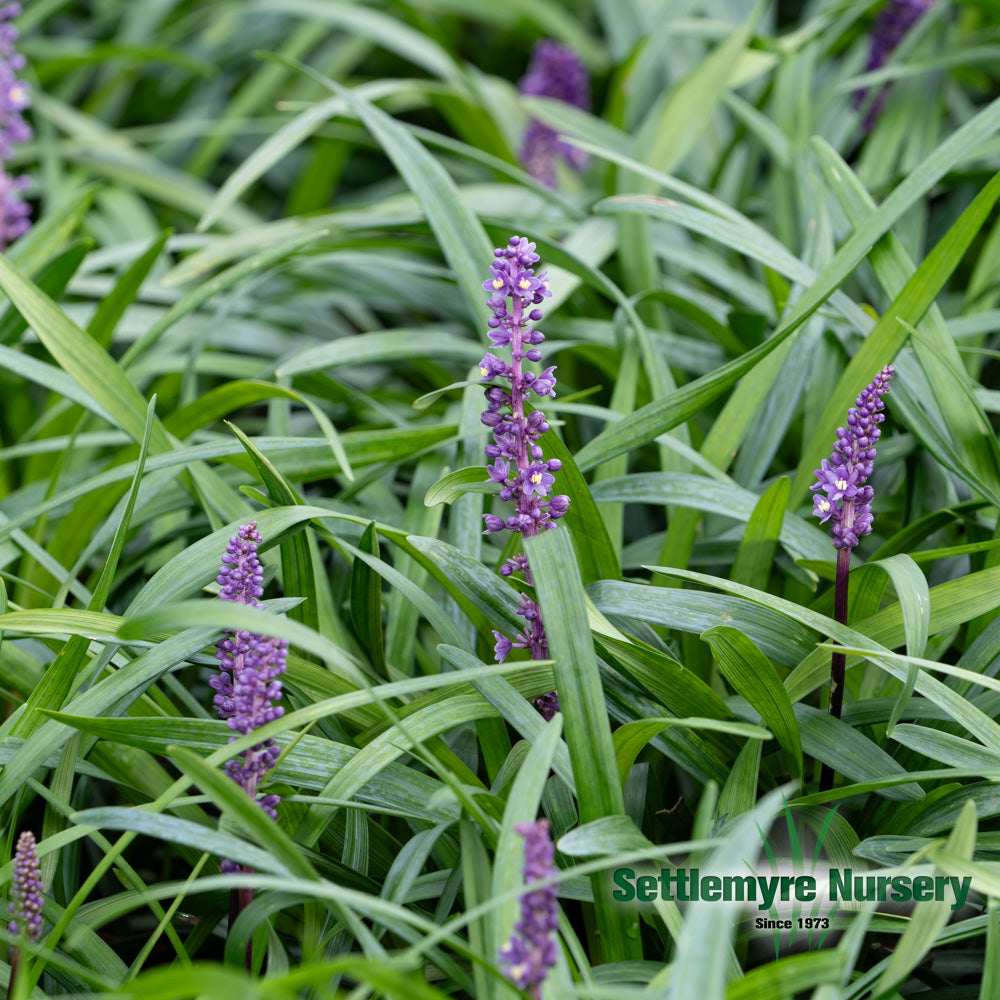 Texture of royal purple monkey grass liriope in full bloom in Valdese, NC