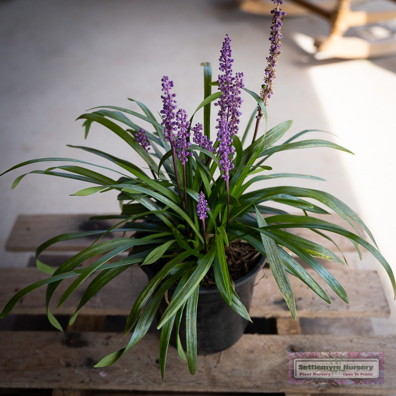 Royal purple liriope with purple bloom in 1 gallon pot