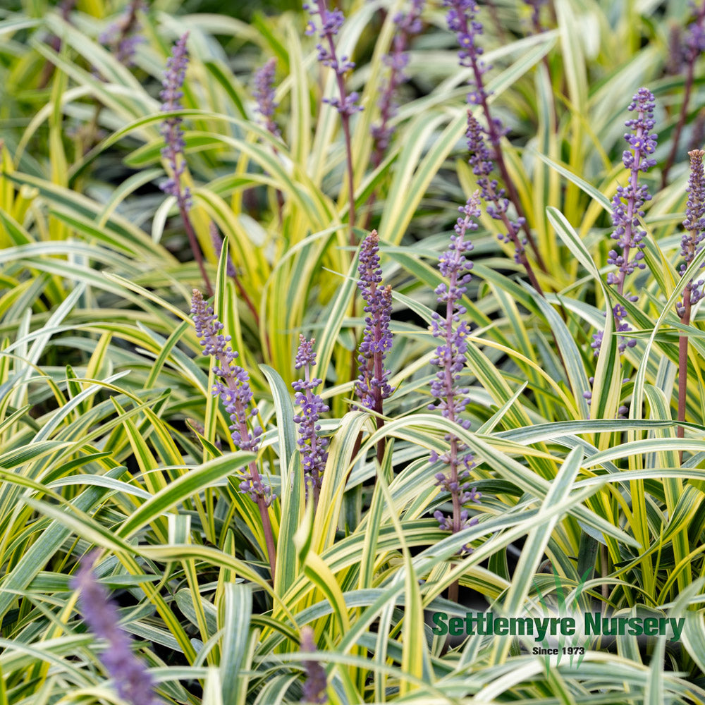 Closeup of the variegated colors on the monkey grass