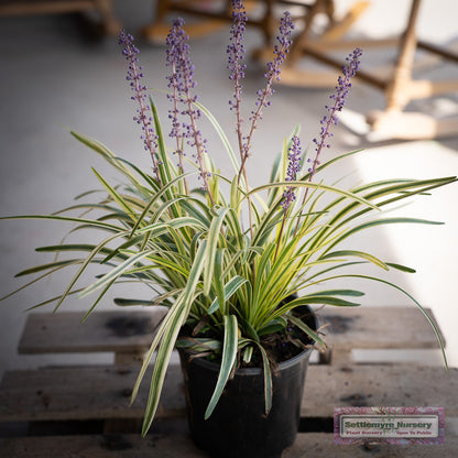 Variegated Monkey Grass in pot at Settlemyre Nursery