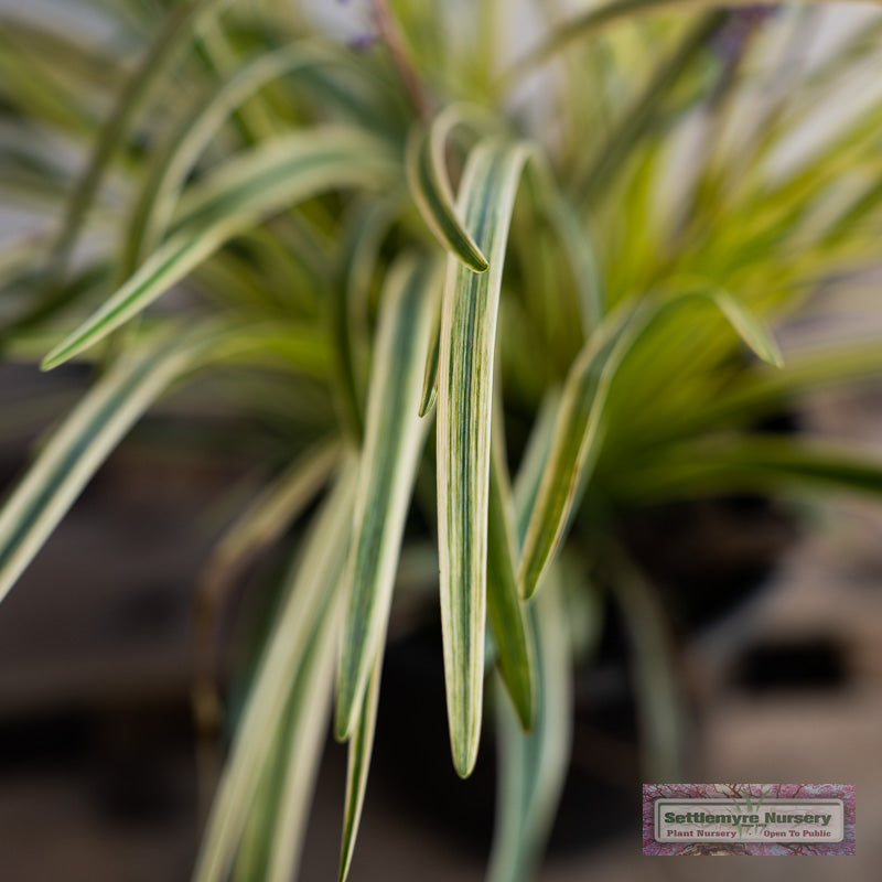 A group of variegated liriope at Settlemyre Nursery