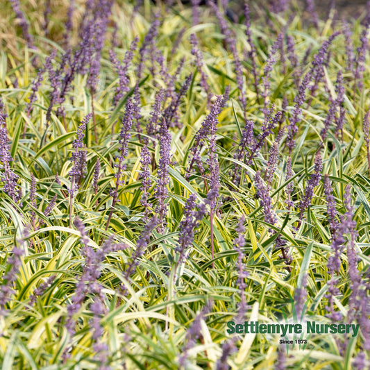 Variegated liriope with full, beautiful purple blooms