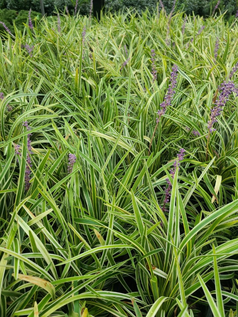 Variegated Monkey Grass | Liriope