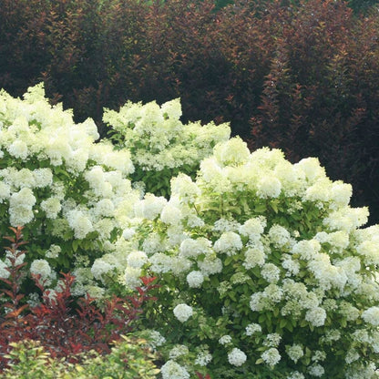 Bobo Hydrangea by Proven Winners