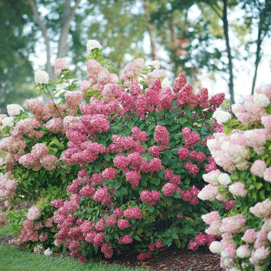 Hydrangea Fire Light 3 Gallon Proven Winners