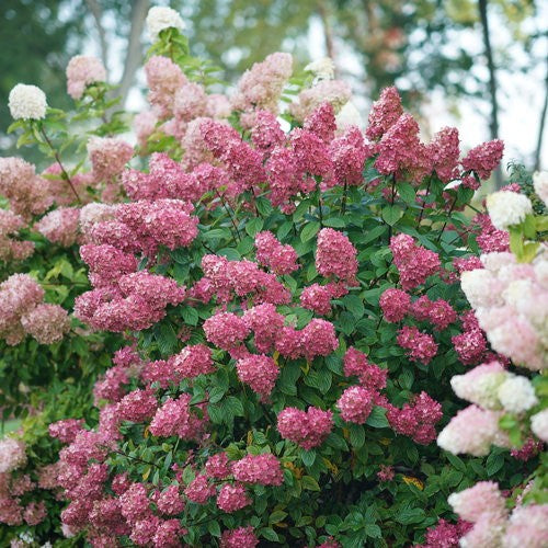 Proven Winners Firelight Hydrangea Tree in full bloom with pink blooms