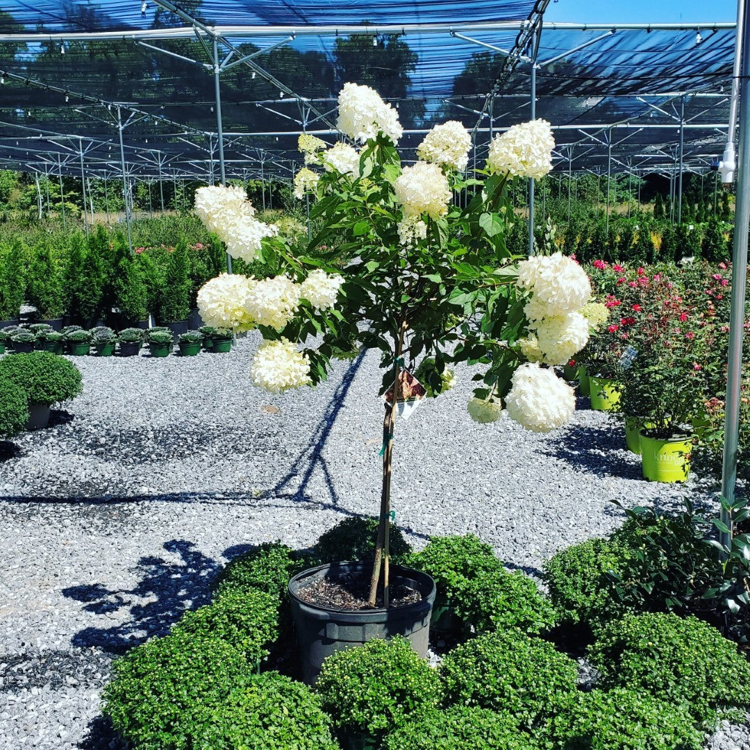 Limelight Hydrangea Tree at Settlemyre Nursery