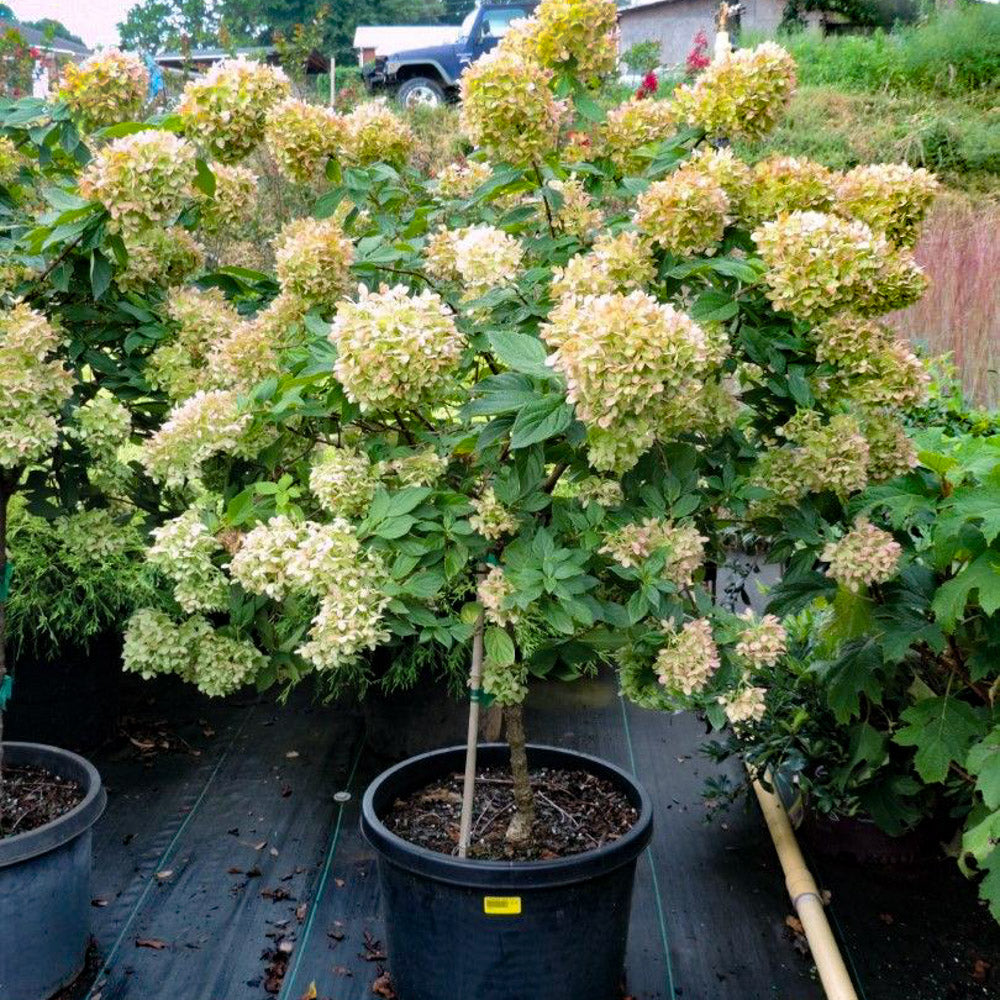 A little lime hydrangea tree with white blooms