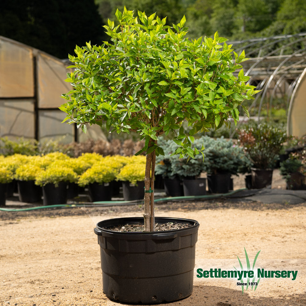 A little lime hydrangea tree in with spring foliage prior to blooming