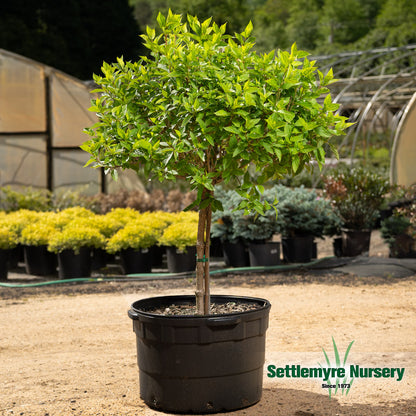 A little lime hydrangea tree in with spring foliage prior to blooming