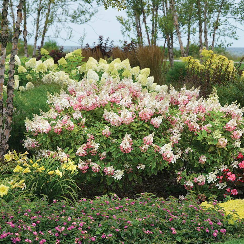 Vibrant Pinky Winky Hydrangea Bush Delights the Eye