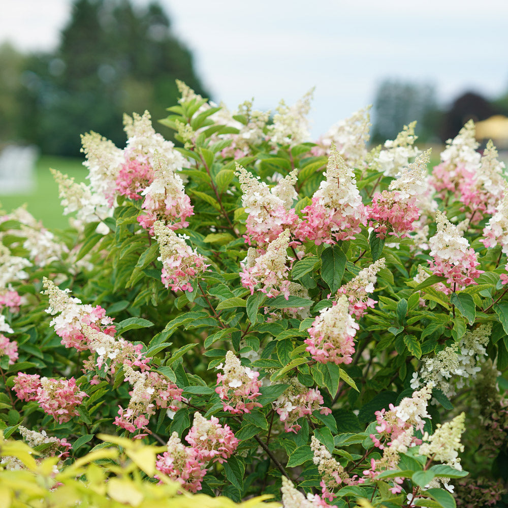 Vibrant Pinky Winky Hydrangea Bush Delights the Eye