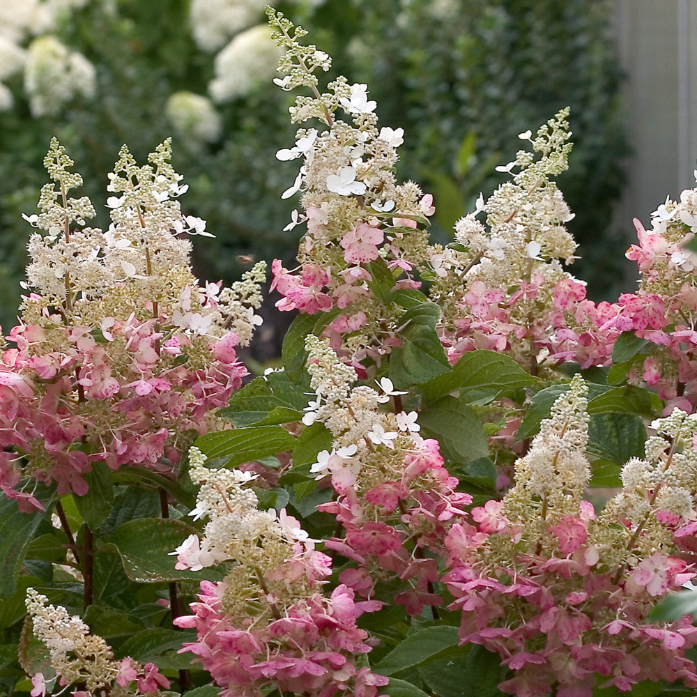 Vibrant Pinky Winky Hydrangea Bush Delights the Eye