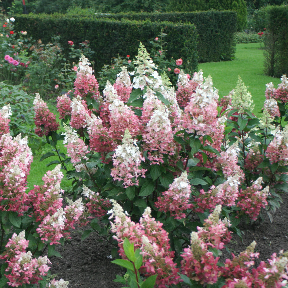 Enchanting Pinky Winky Hydrangea in Full Splendor