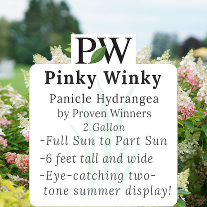 Pinky Winky Hydrangea