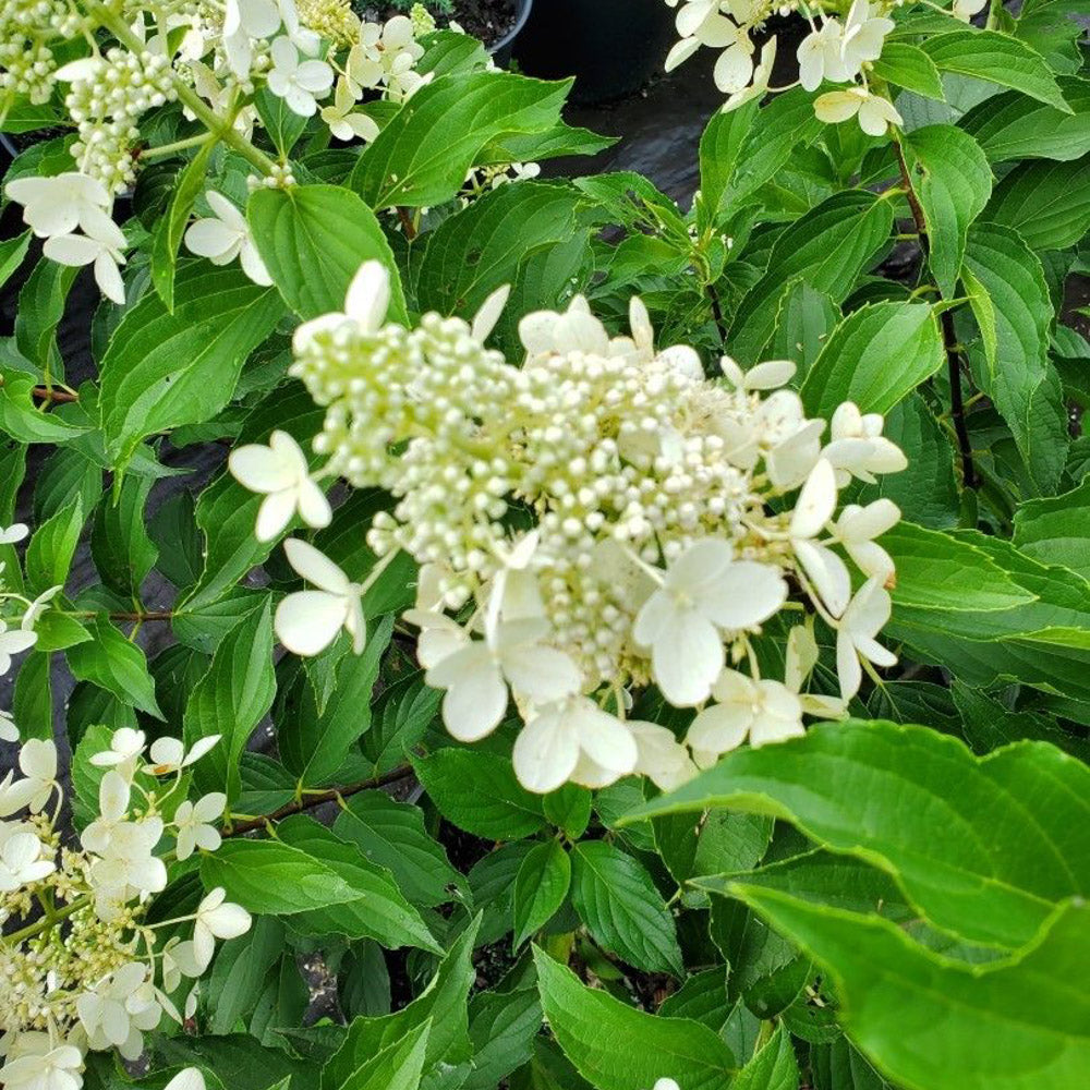 Silver Dollar Hydrangea bloom at Settlemyre Nursery