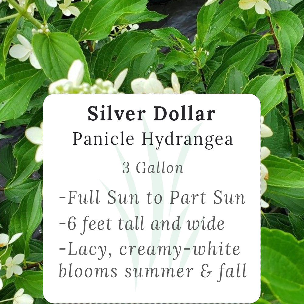 Details about silver dollar hydrangea