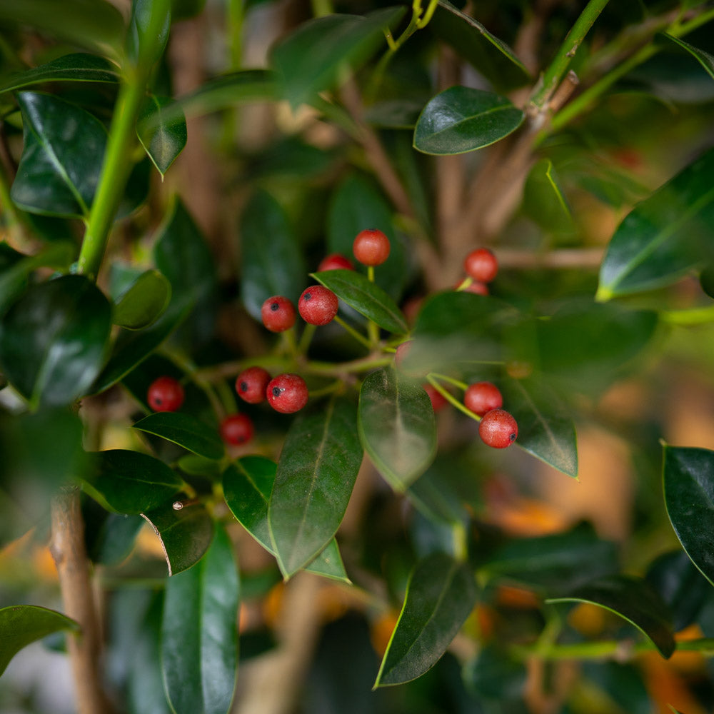 Foliage with red winter berries on needlepoint holly