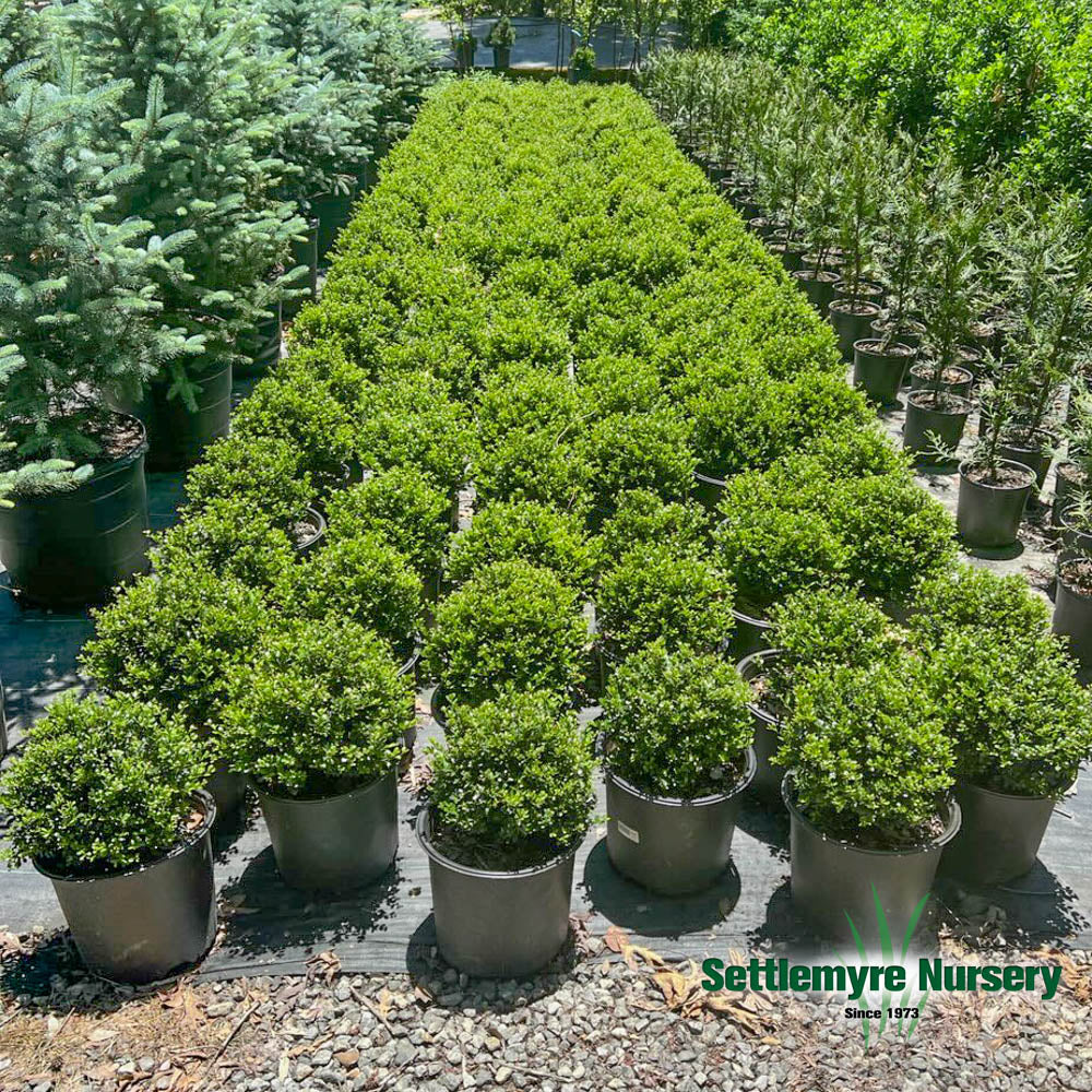 Group of Compacta Holly Shrubs at Settlemyre Nursery