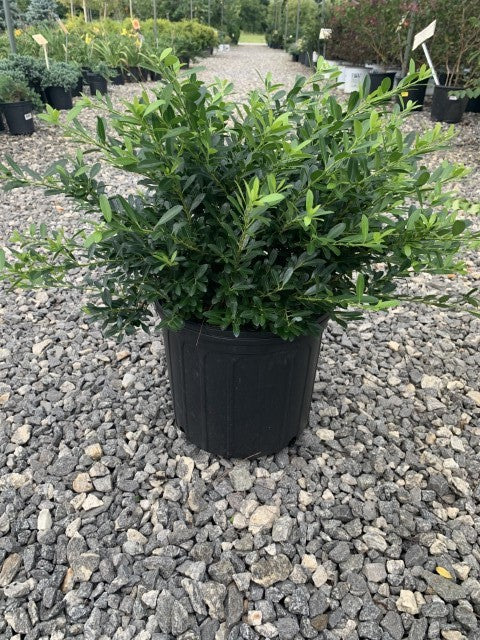 Hoogendorn Japanese Holly | Evergreen Shrubs | Settlemyre