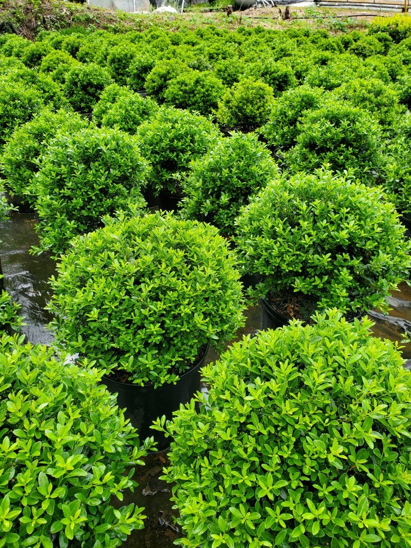 Hoogendorn Holly evergreen shrub at Settlemyre Nursery