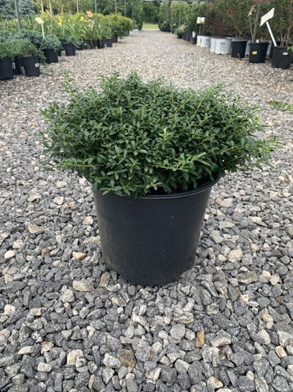 Evergreen foliage on the soft touch holly shrub